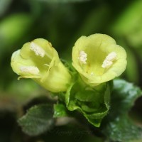 <i>Strobilanthes calycina</i>  Nees